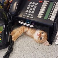 cat phone