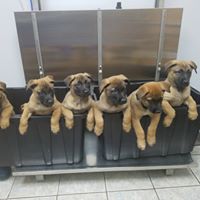 puppies