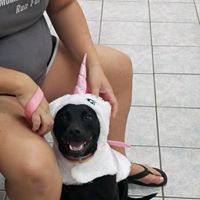 unicorn dog